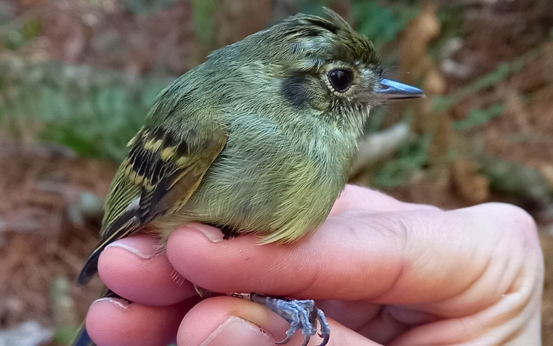 Cabeçudo 2 800 x 500 px